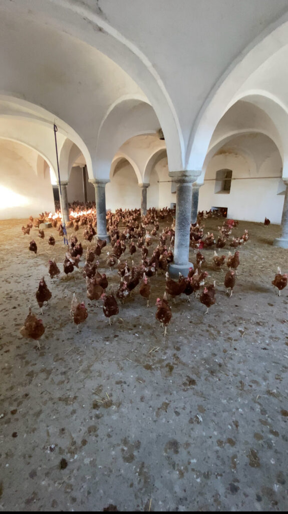 Hühner Bodenhaltung
